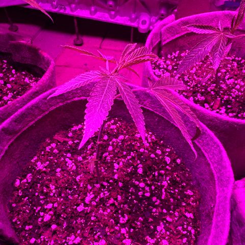 London Marker Clone #3 growlog timeline photo