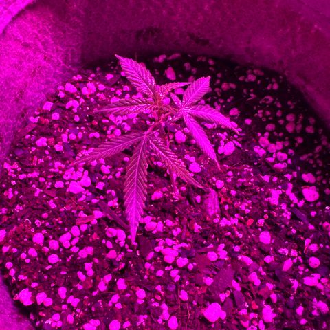 London Marker Clone #1 growlog timeline photo
