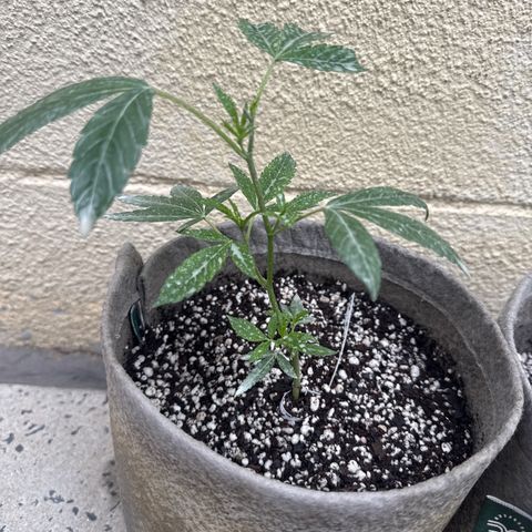 London Marker Clone #1 growlog timeline photo