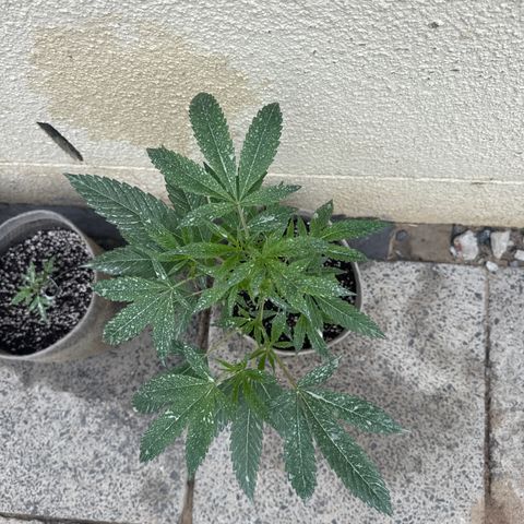 London Marker Clone #3 growlog timeline photo