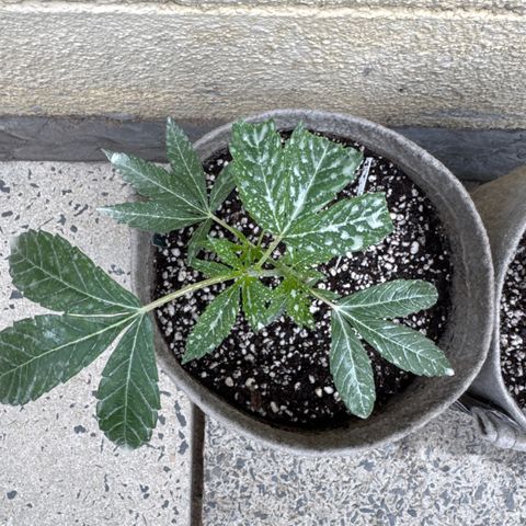London Marker Clone #1 growlog timeline photo