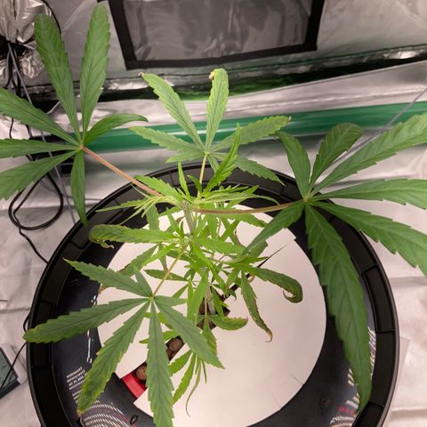 Strawberry Cough (Buddy) growlog timeline photo