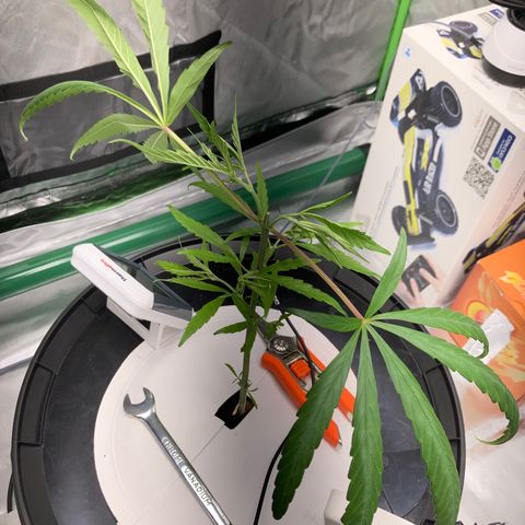 Strawberry Cough (Buddy) growlog photo: Trimmed away dead and lower branches and leaves
