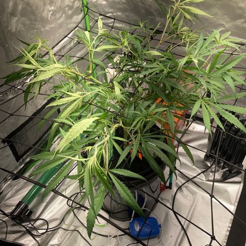Strawberry Cough (Buddy) growlog timeline photo