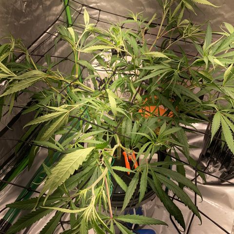 Strawberry Cough (Buddy) growlog timeline photo