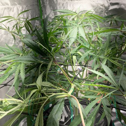 Strawberry Cough (Buddy) growlog timeline photo
