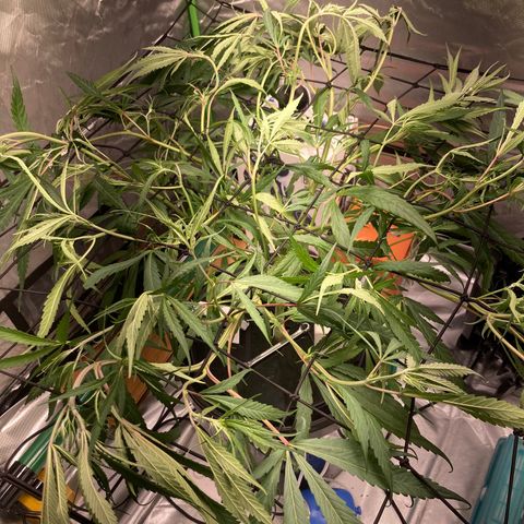 Strawberry Cough (Buddy) growlog photo: LST/SCROG