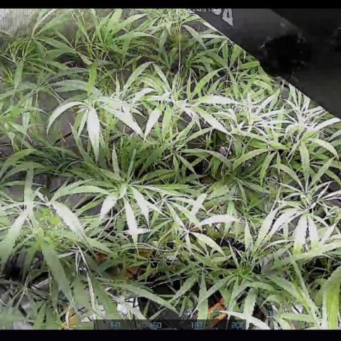 Strawberry Cough (Buddy) growlog photo: Still alive, absolutely winging it.