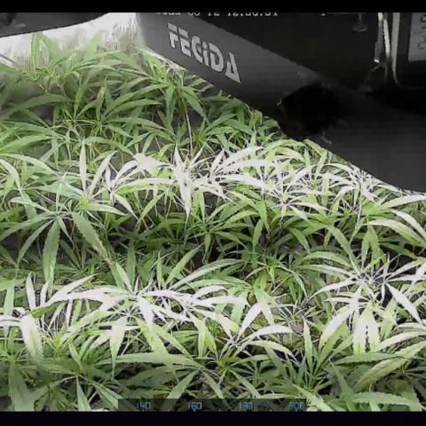 Strawberry Cough (Buddy) growlog timeline photo