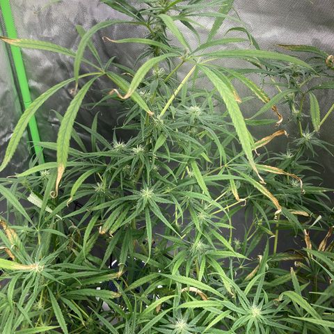 Strawberry Cough (Buddy) growlog photo: Flowering nice now.
Reduced nutrient’s after nutrient burn.
Turns out Strawberry Cough doesn’t need a lot of nutrients.
Anything over 600 ppm burnt the leaves.