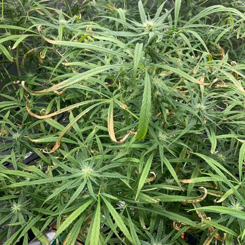 Strawberry Cough (Buddy) growlog photo: Flowering nice now.
Reduced nutrient’s after nutrient burn.
Turns out Strawberry Cough doesn’t need a lot of nutrients.
Anything over 600 ppm burnt the leaves.