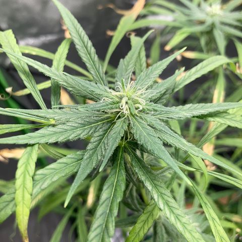 Strawberry Cough (Buddy) growlog timeline photo