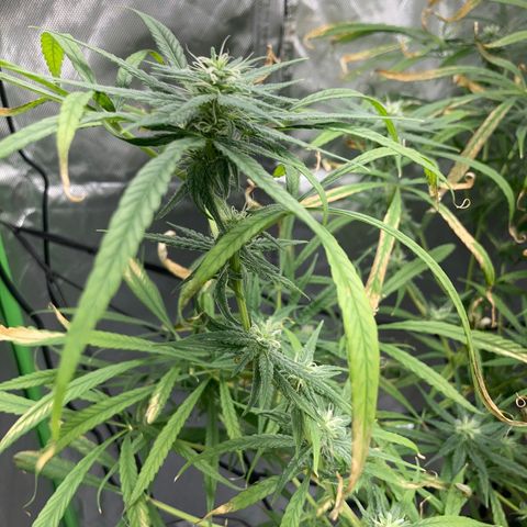 Strawberry Cough (Buddy) growlog timeline photo