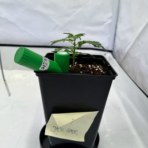 Jack Herer growlog photo: Wächst normal 