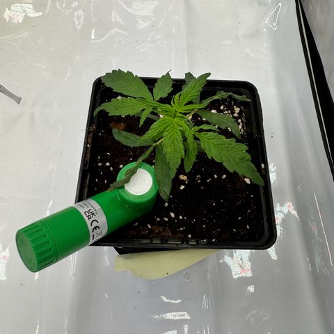 Jack Herer growlog photo: Wächst normal 