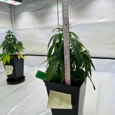 Jack Herer growlog timeline photo