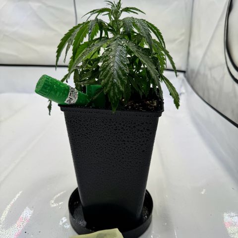 Jack Herer growlog timeline photo