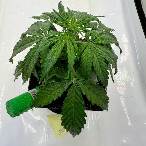 Jack Herer growlog timeline photo