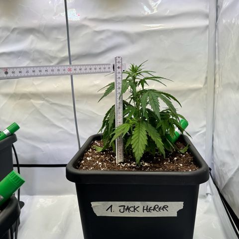 Jack Herer growlog timeline photo