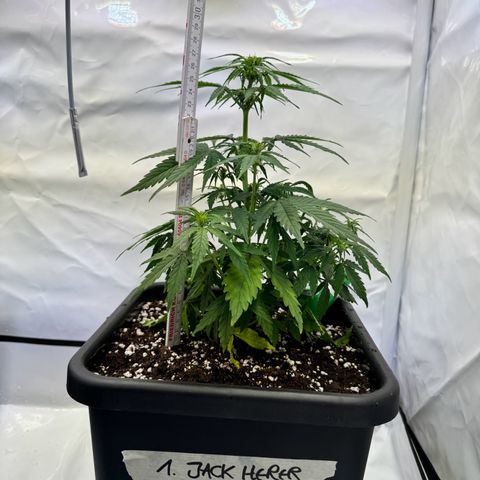 Jack Herer growlog timeline photo