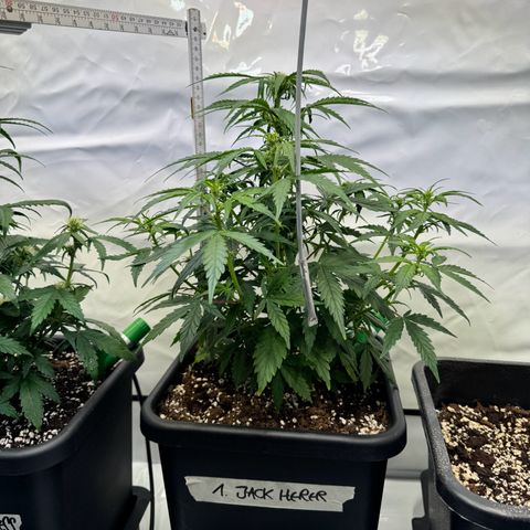 Jack Herer growlog timeline photo