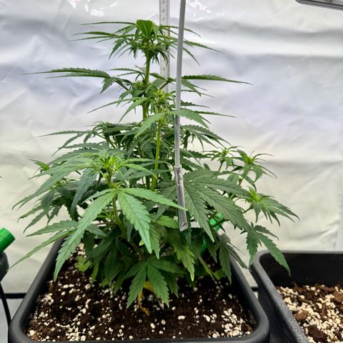 Jack Herer growlog timeline photo