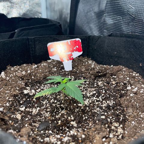 Unknown strain growlog timeline photo
