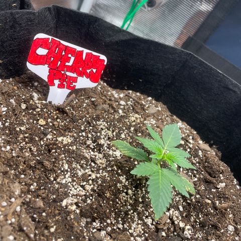 Unknown strain growlog timeline photo