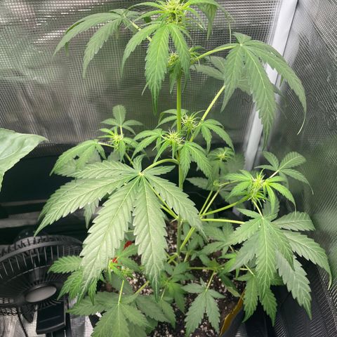 Unknown strain growlog timeline photo