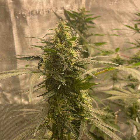 Unknown strain growlog timeline photo