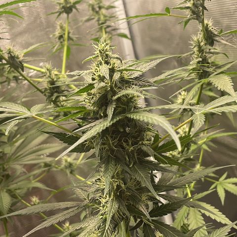 Unknown strain growlog timeline photo