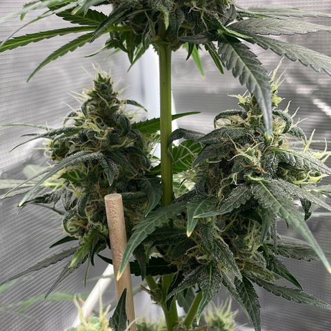 Unknown strain growlog timeline photo