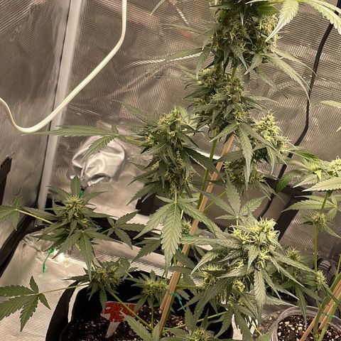 Unknown strain growlog timeline photo