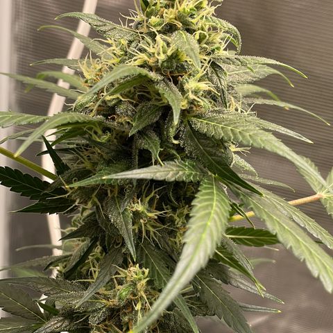 Unknown strain growlog timeline photo