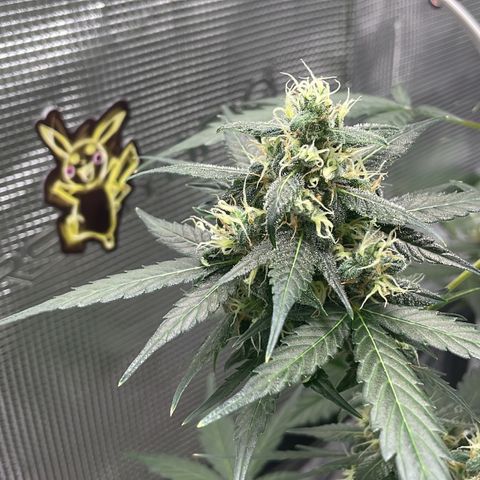 Unknown strain growlog timeline photo