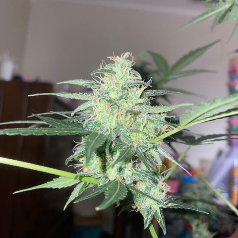 Unknown strain growlog timeline photo