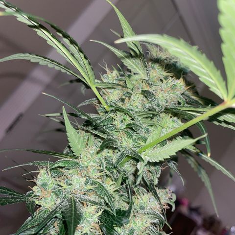 Unknown strain growlog timeline photo