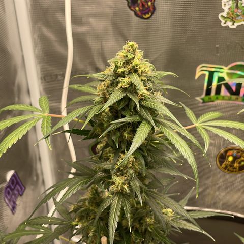Unknown strain growlog timeline photo