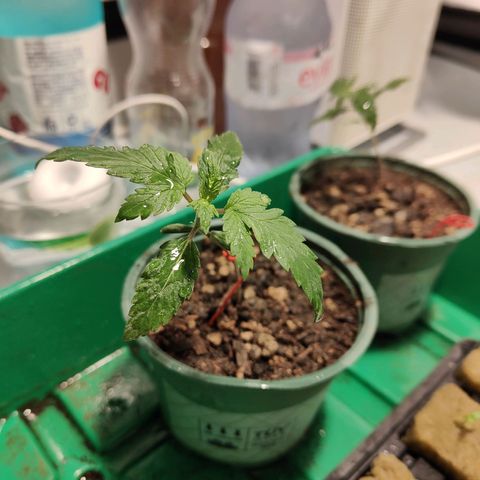 Fenocan (FX-1) [Mit Plagron seedbooster] growlog photo: Nach umtopfen