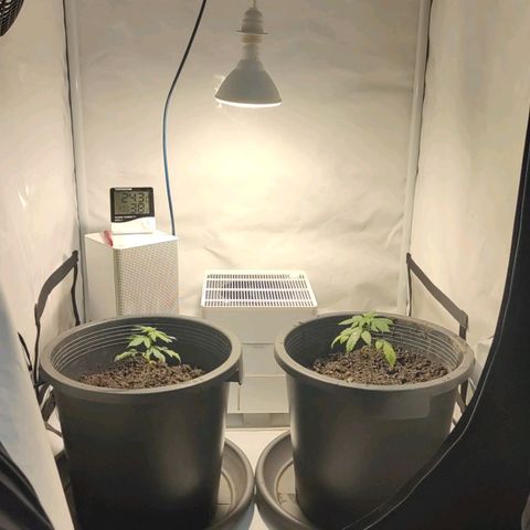Fenocan (FX-1) [Mit Plagron seedbooster] growlog photo: Transplantation
