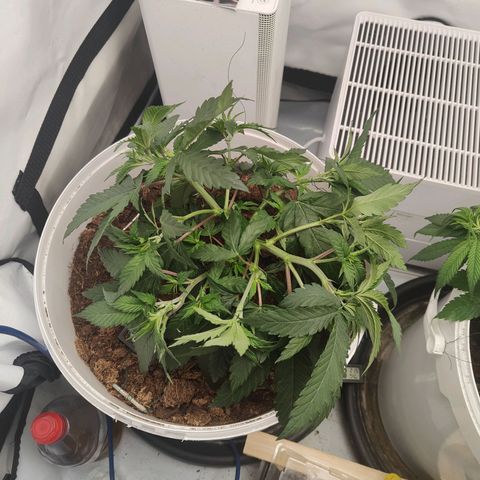 Fenocan (FX-1) [Mit Plagron seedbooster] growlog photo: Even out 