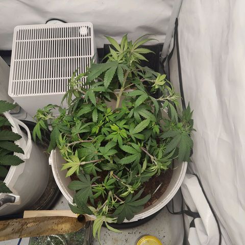 Fenocan (FX-1) [Mit Plagron seedbooster] growlog photo: Even out 