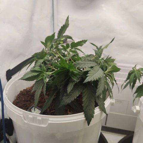 Fenocan (FX-1) [Mit Plagron seedbooster] growlog photo: Even out 