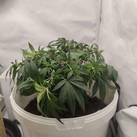 Fenocan (FX-1) [Mit Plagron seedbooster] growlog photo: Even out 