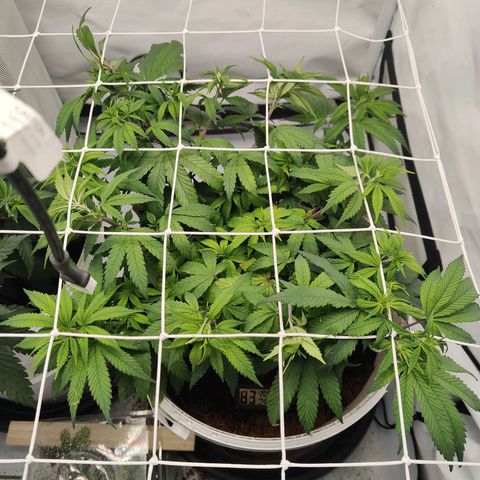 Fenocan (FX-1) [Mit Plagron seedbooster] growlog photo: Netz gespannt 