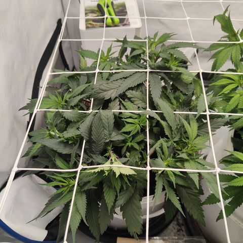 Fenocan (FX-1) [Mit Plagron seedbooster] growlog photo: Netz gespannt 
