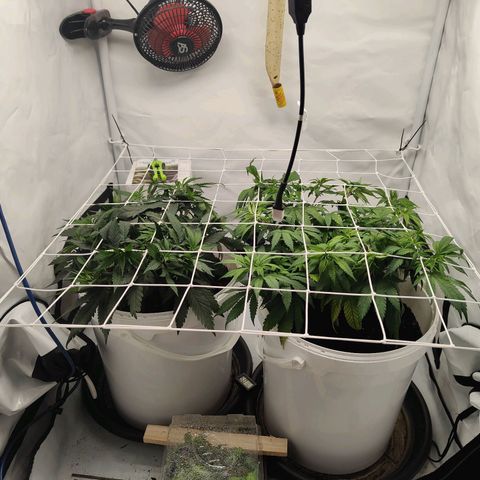 Fenocan (FX-1) [Mit Plagron seedbooster] growlog photo: Netz gespannt 