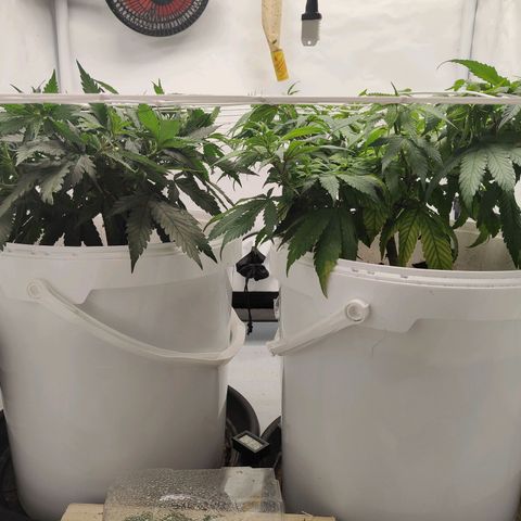 Fenocan (FX-1) [Mit Plagron seedbooster] growlog photo: Netz gespannt 
