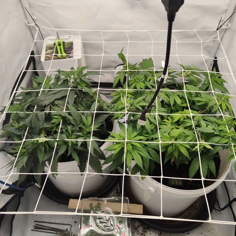 Fenocan (FX-1) [Mit Plagron seedbooster] growlog photo: Netz gespannt 