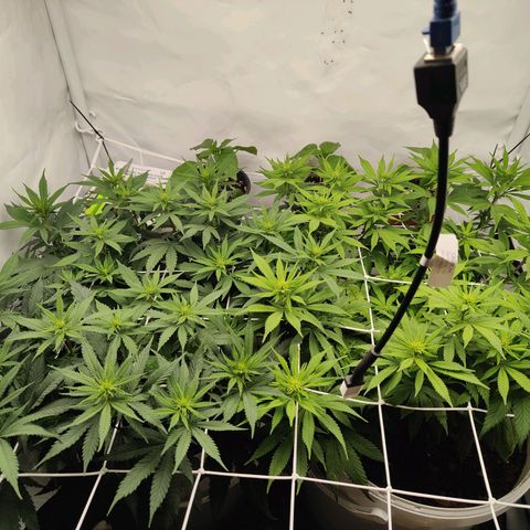 Fenocan (FX-1) [Mit Plagron seedbooster] growlog timeline photo